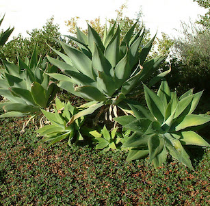 Clay Soil Plants